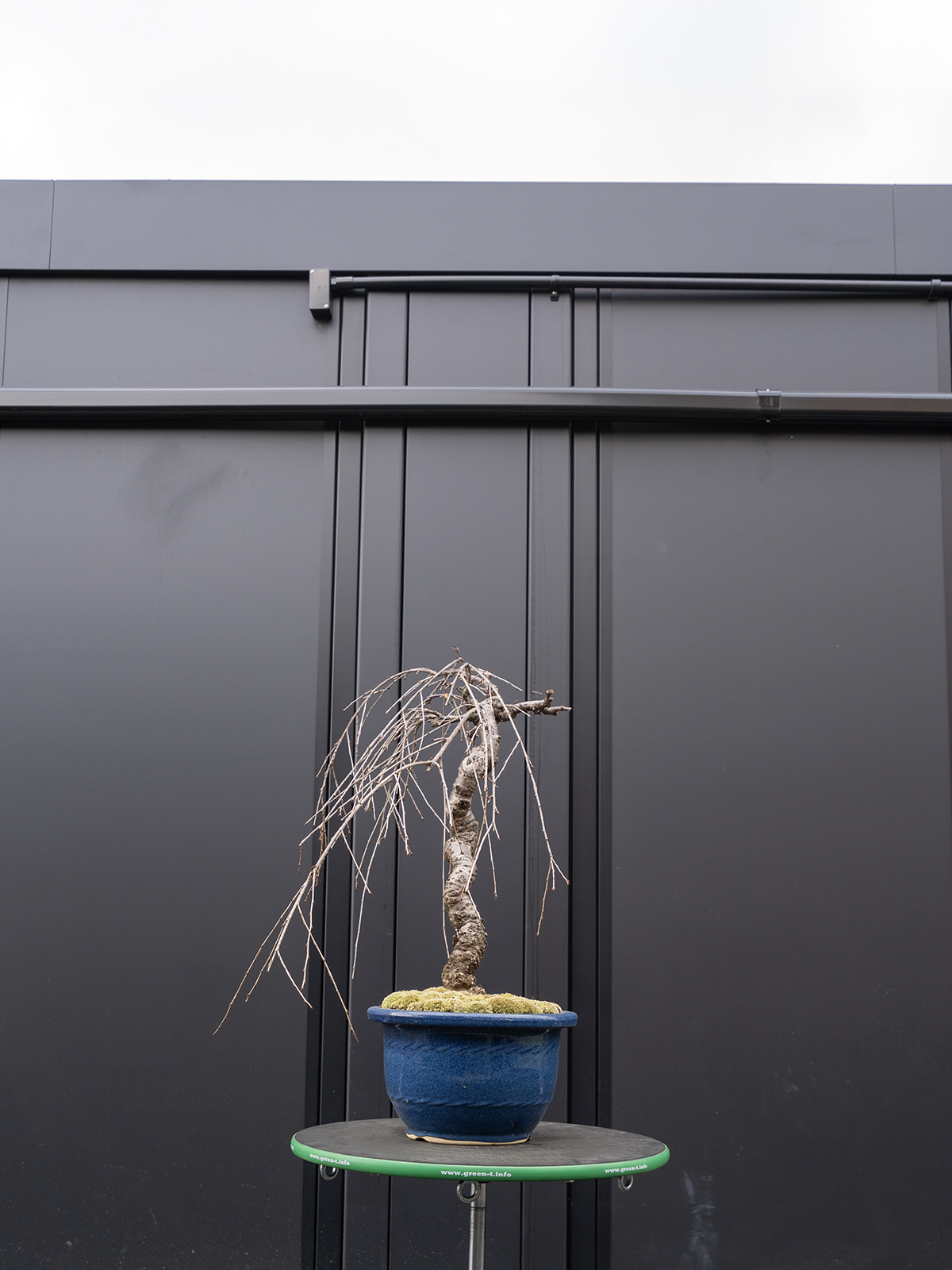 しだれ桜(中) - 画像 (5)