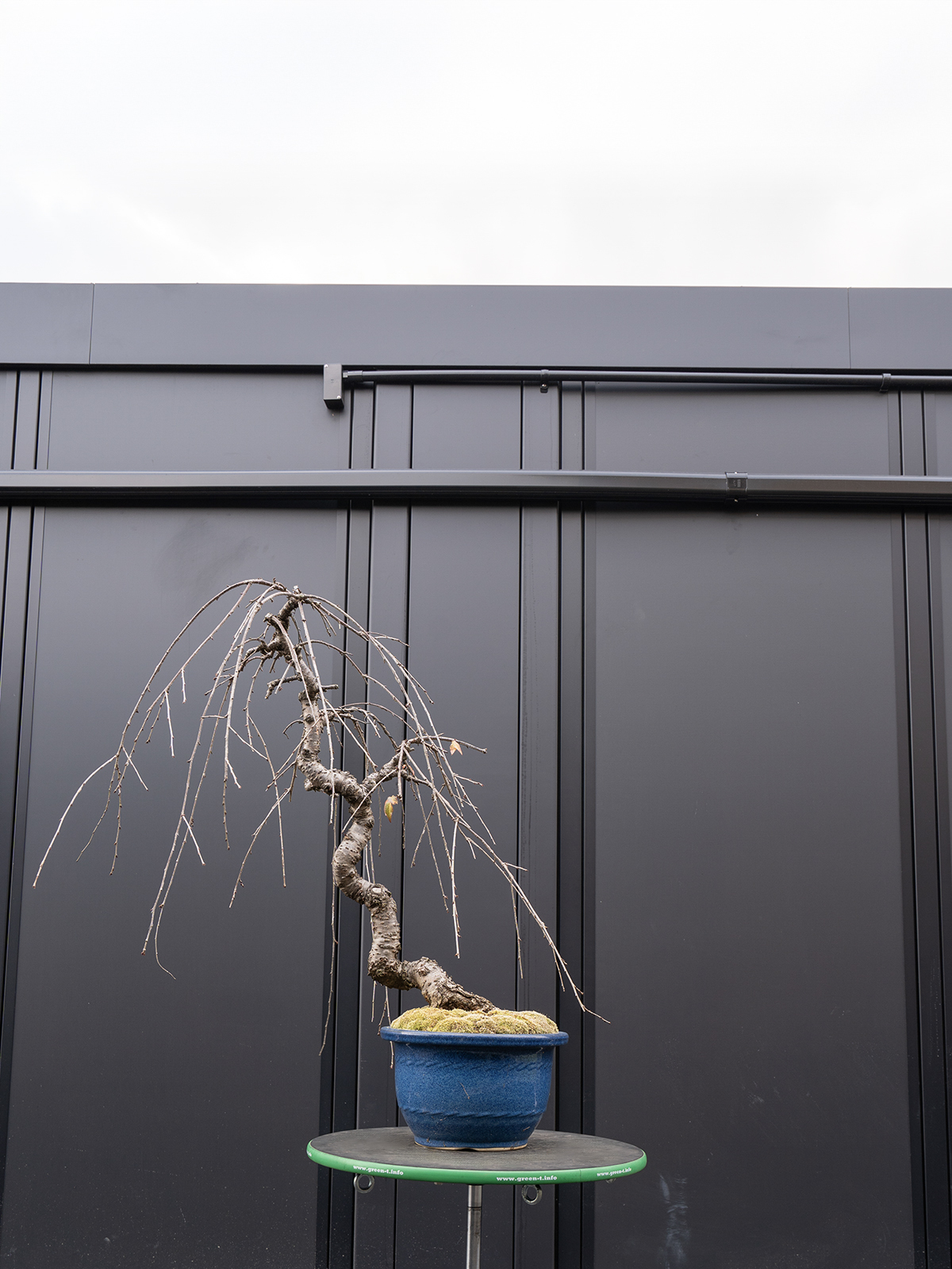 しだれ桜(中) - 画像 (6)