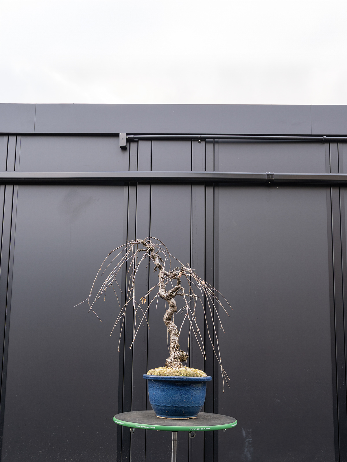 しだれ桜(中) - 画像 (7)