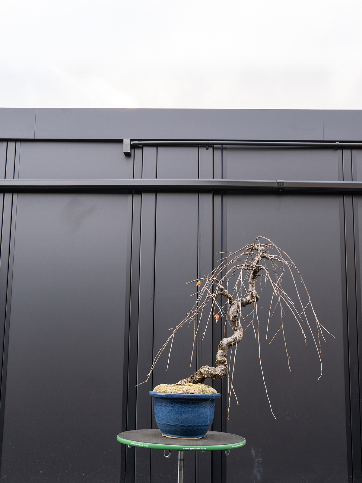 しだれ桜(中) - 画像 (8)