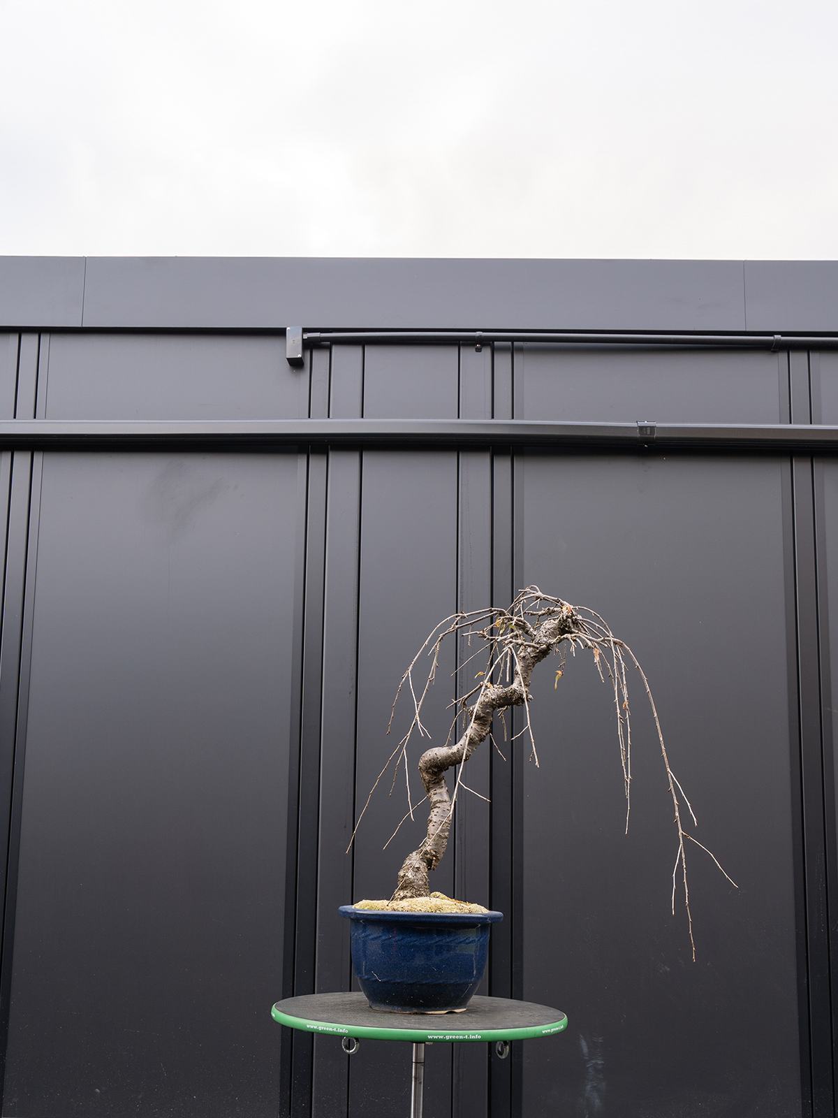 しだれ桜(中) - 画像 (10)