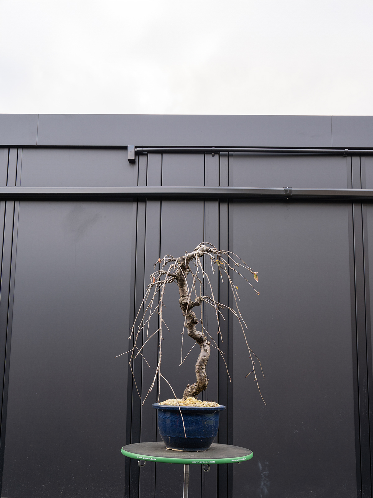 しだれ桜(中) - 画像 (11)