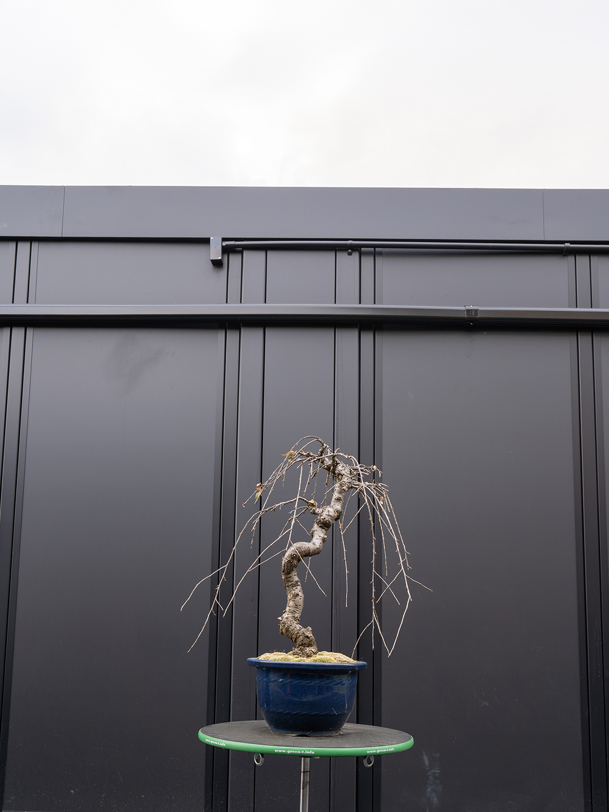 しだれ桜(中) - 画像 (13)