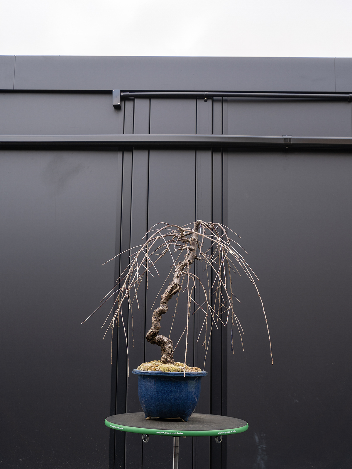 しだれ桜(中) - 画像 (14)