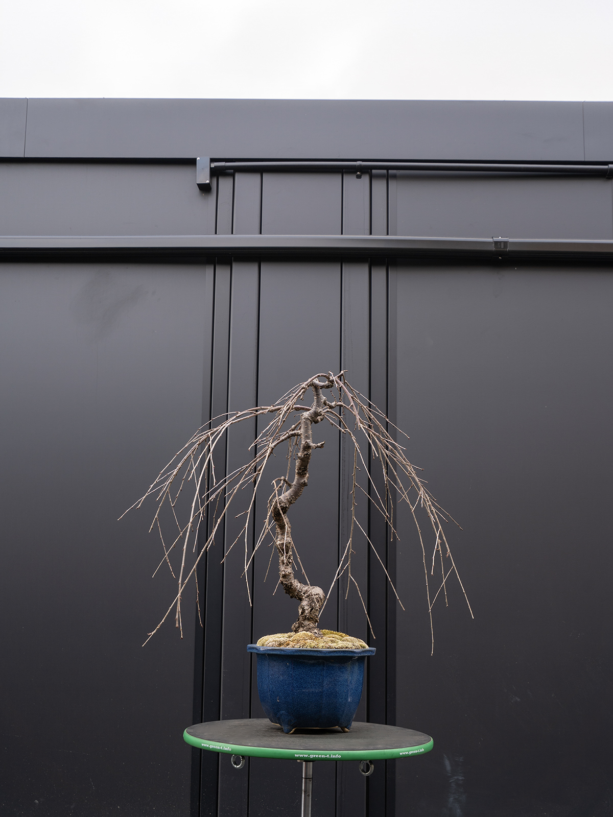 しだれ桜(中) - 画像 (15)