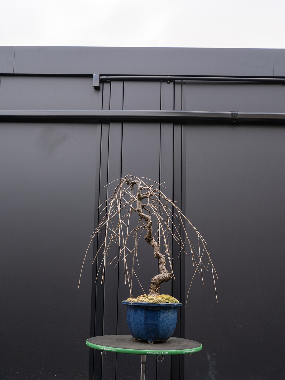 しだれ桜(中) - 画像 (16)