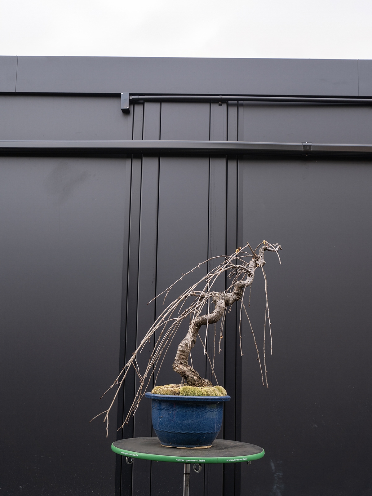 しだれ桜(中) - 画像 (18)