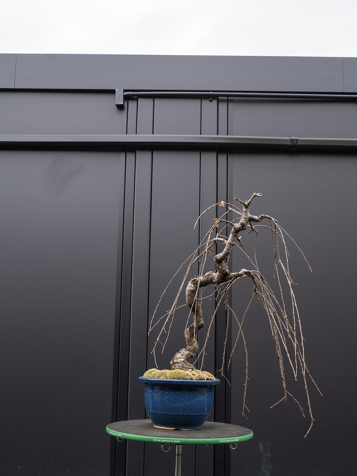 しだれ桜(中) - 画像 (19)