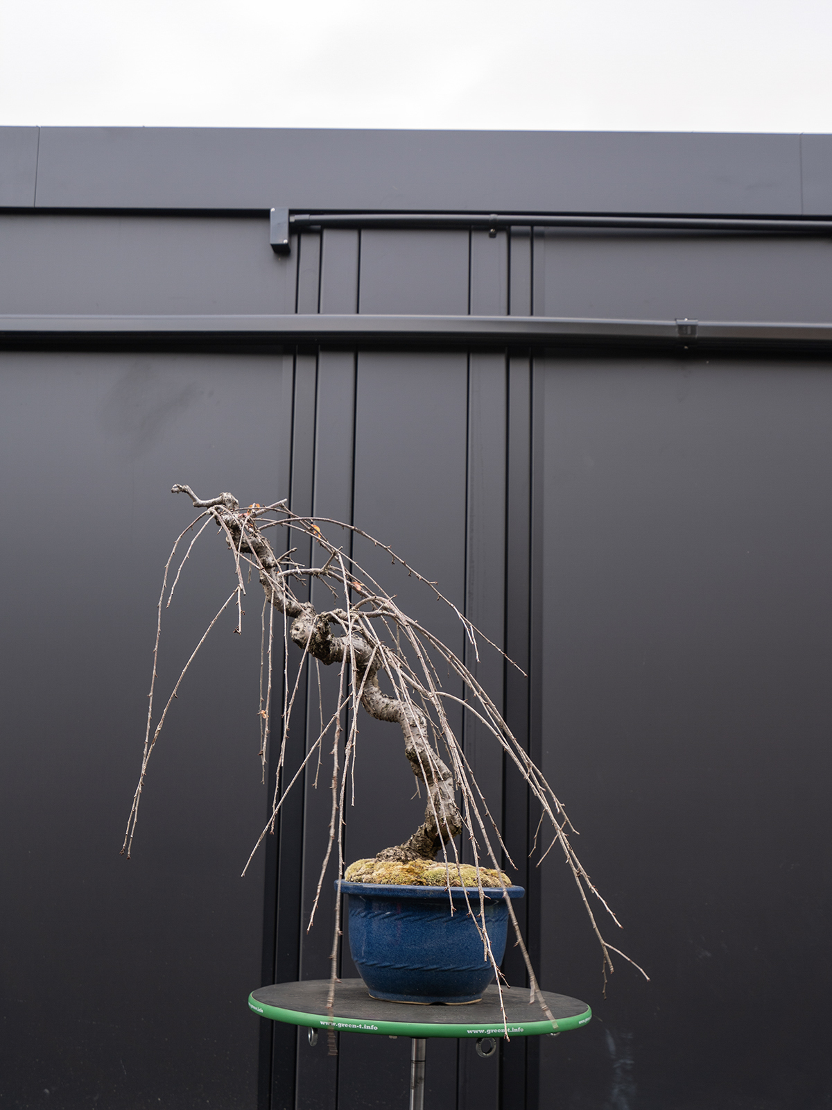 しだれ桜(中) - 画像 (20)