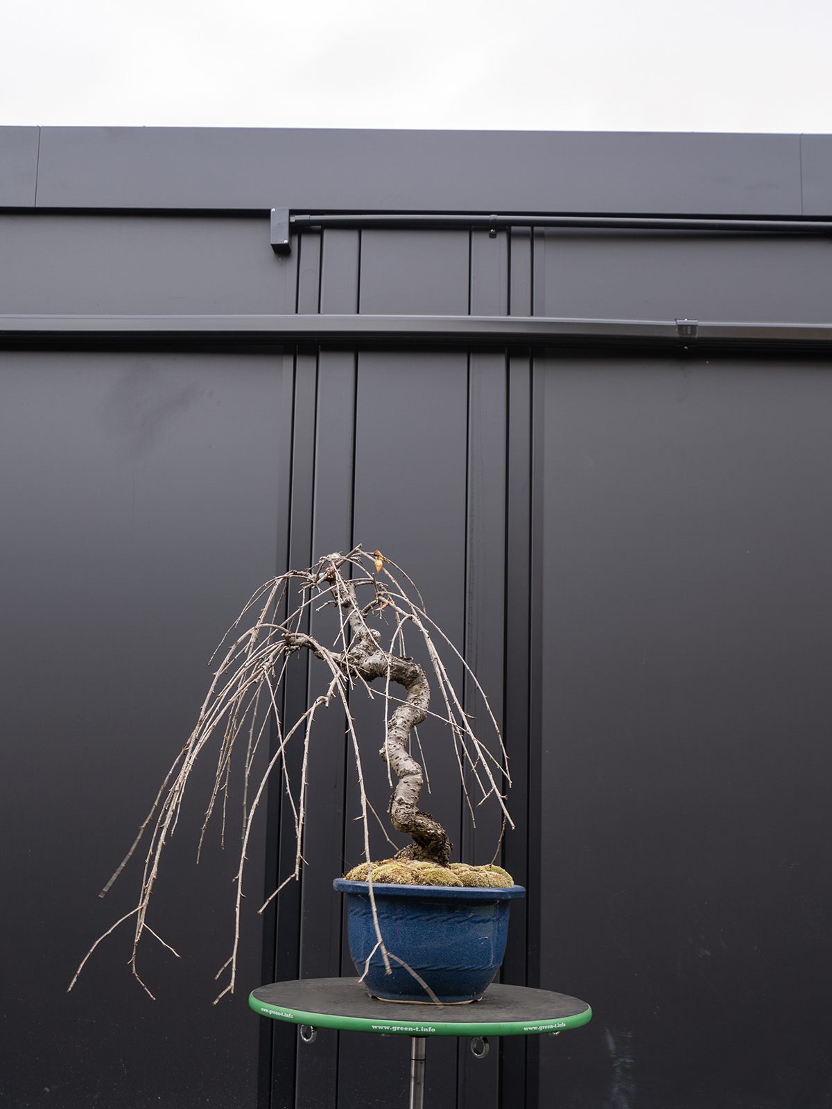 しだれ桜(中) - 画像 (21)