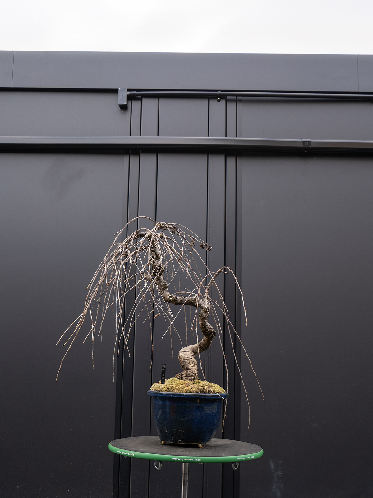 しだれ桜(中) - 画像 (22)