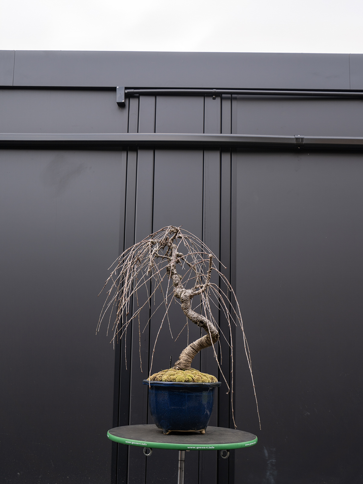 しだれ桜(中) - 画像 (23)