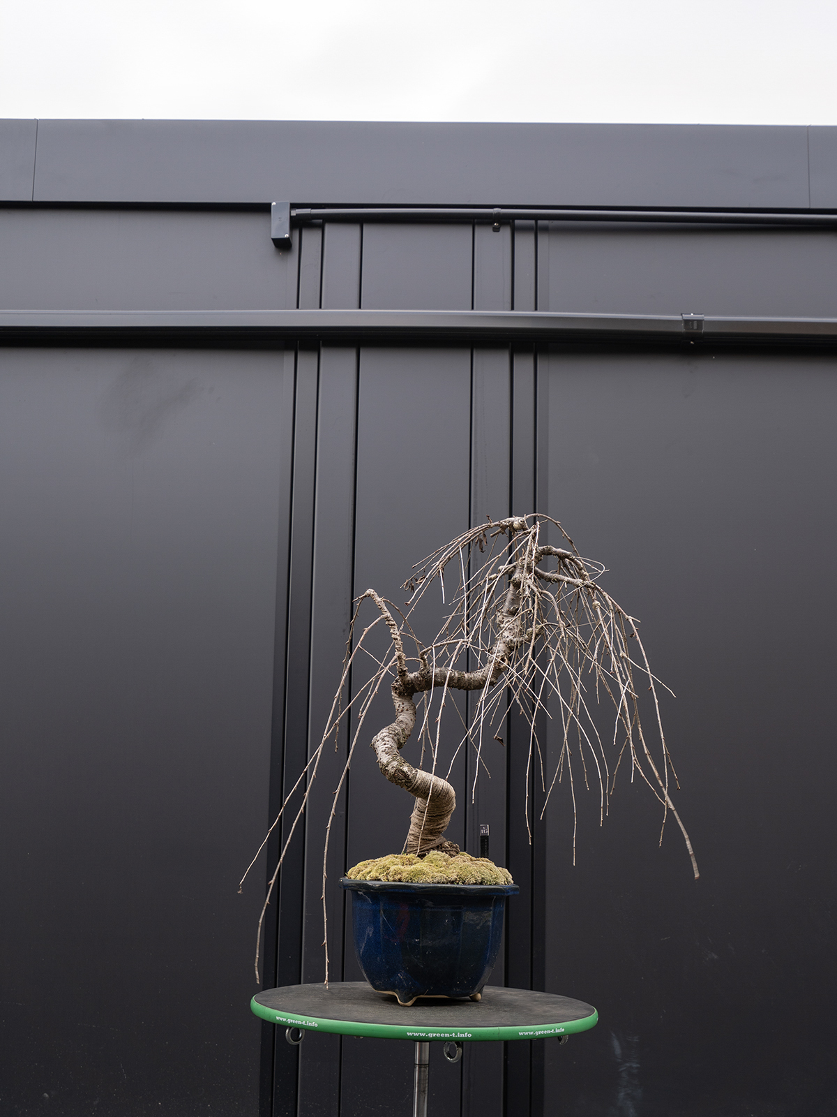 しだれ桜(中) - 画像 (24)