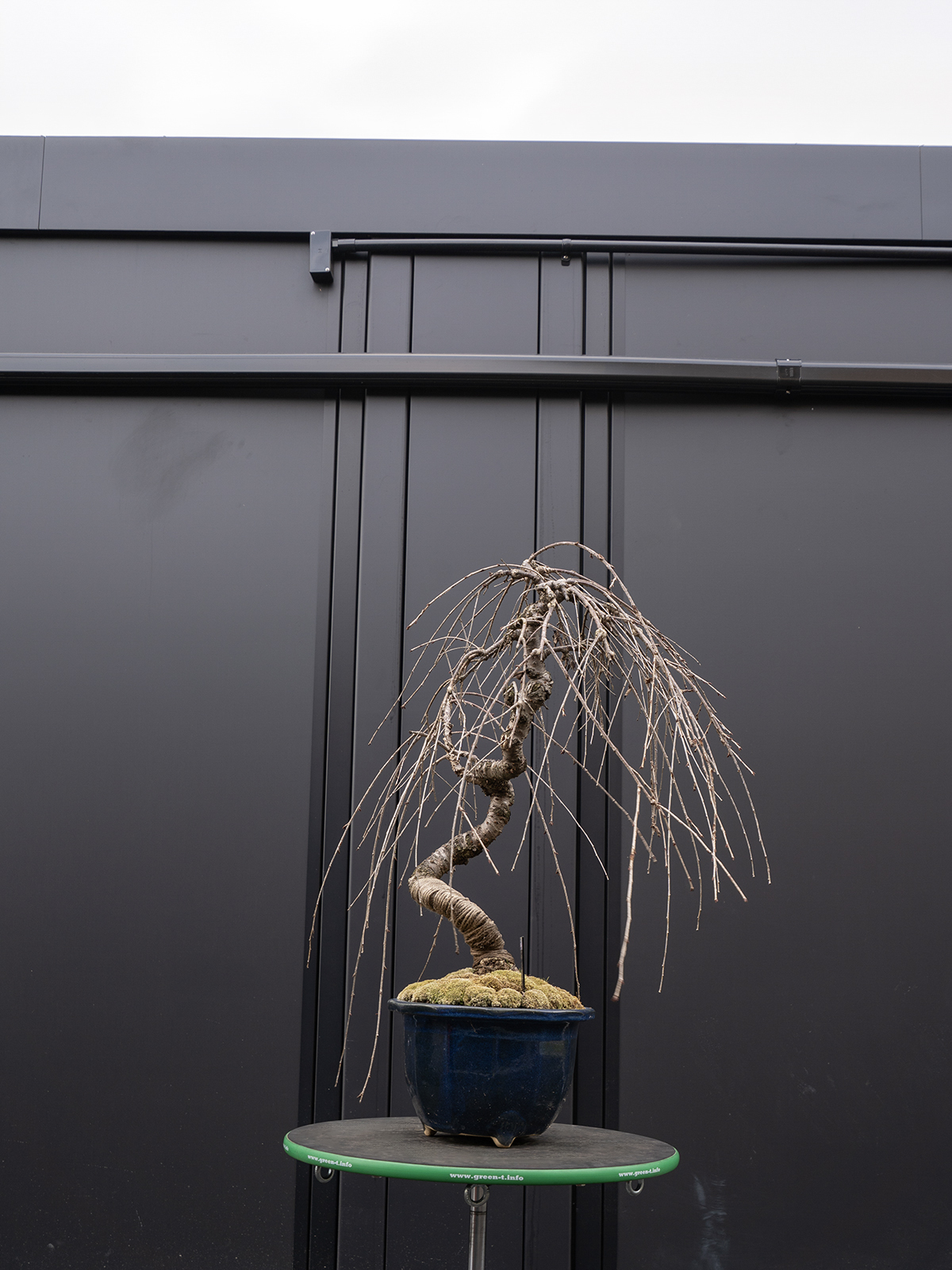 しだれ桜(中) - 画像 (25)