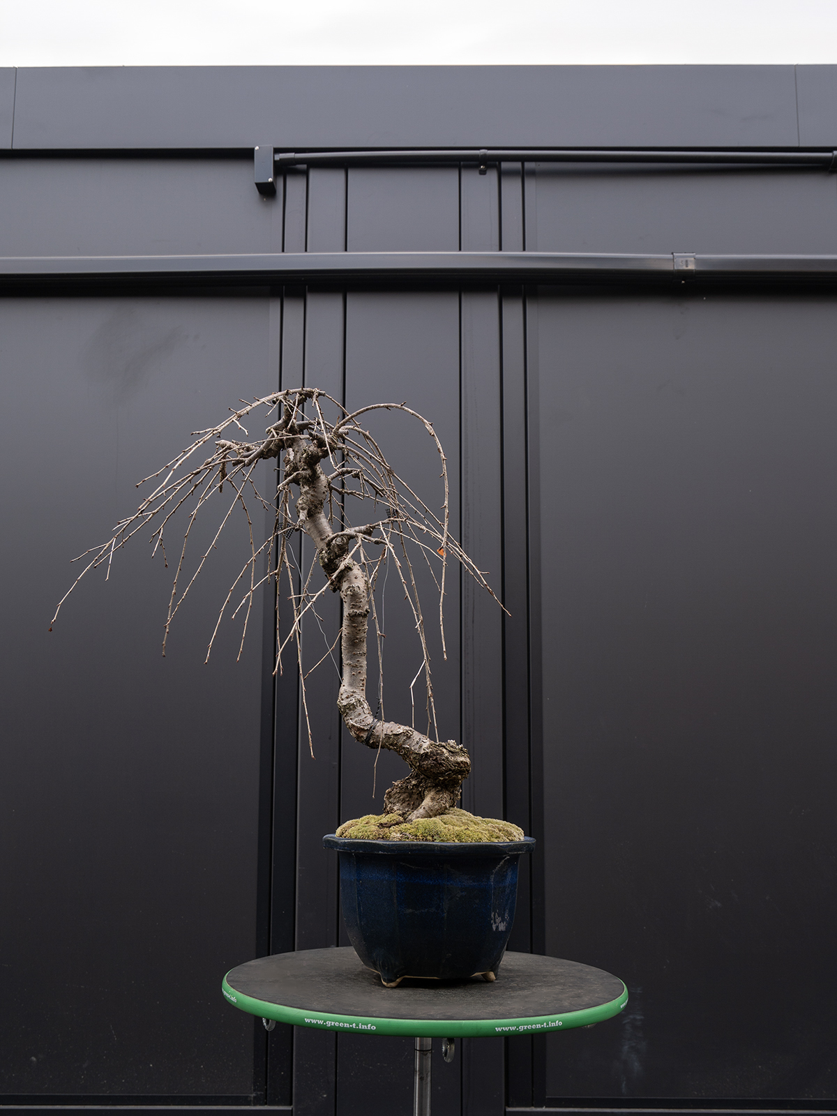 しだれ桜(中) - 画像 (27)