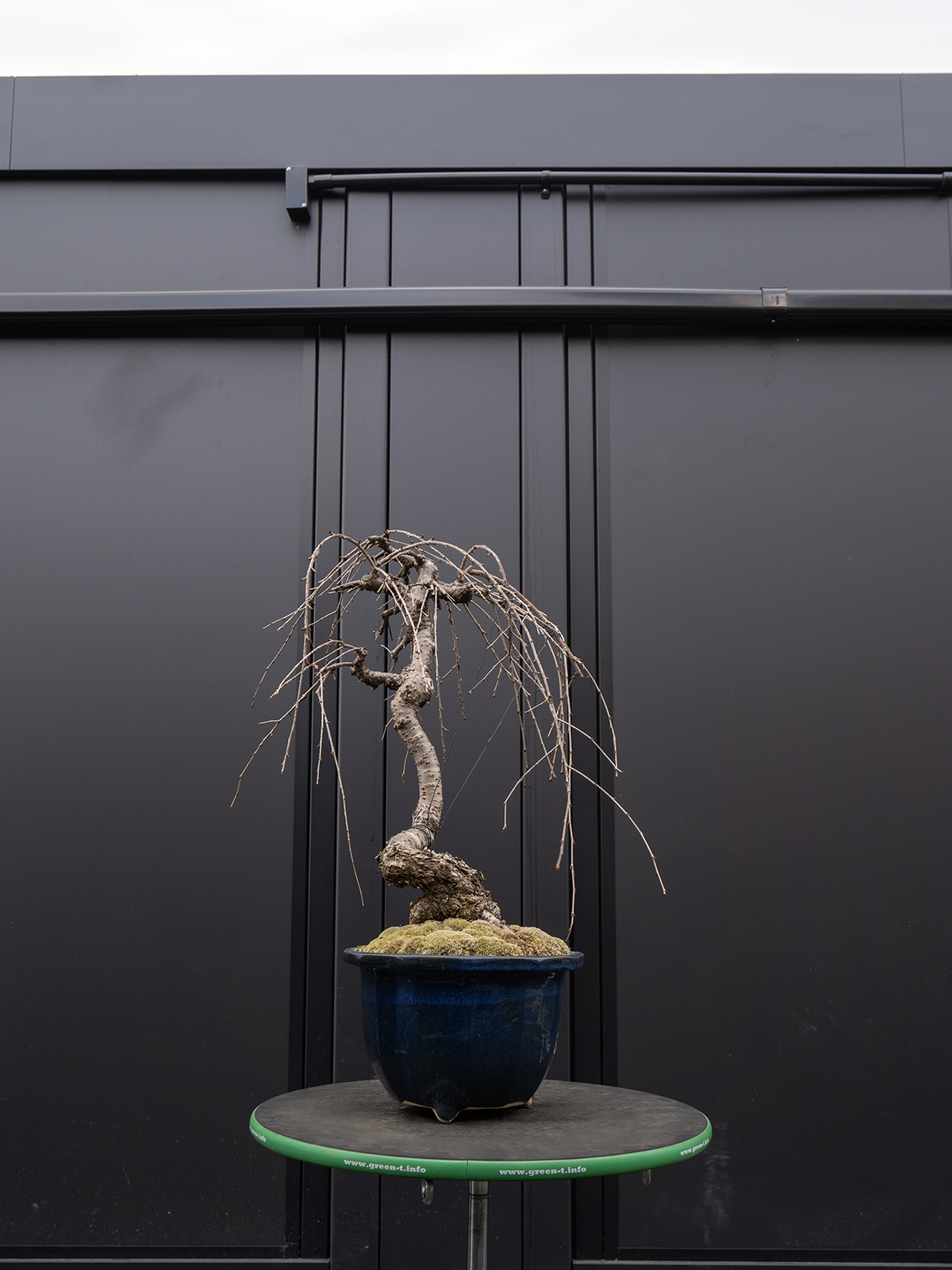 しだれ桜(中) - 画像 (28)