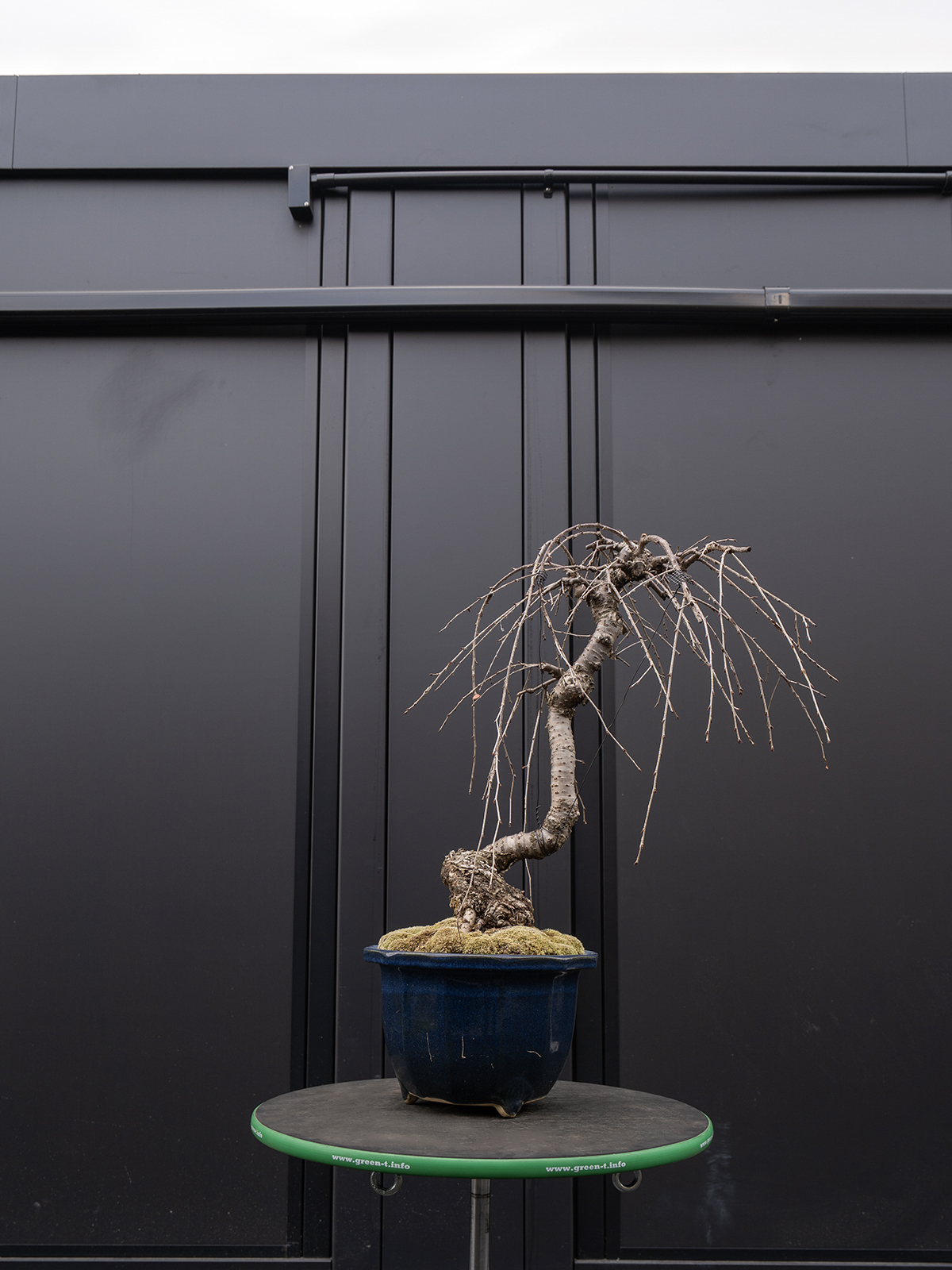 しだれ桜(中) - 画像 (29)