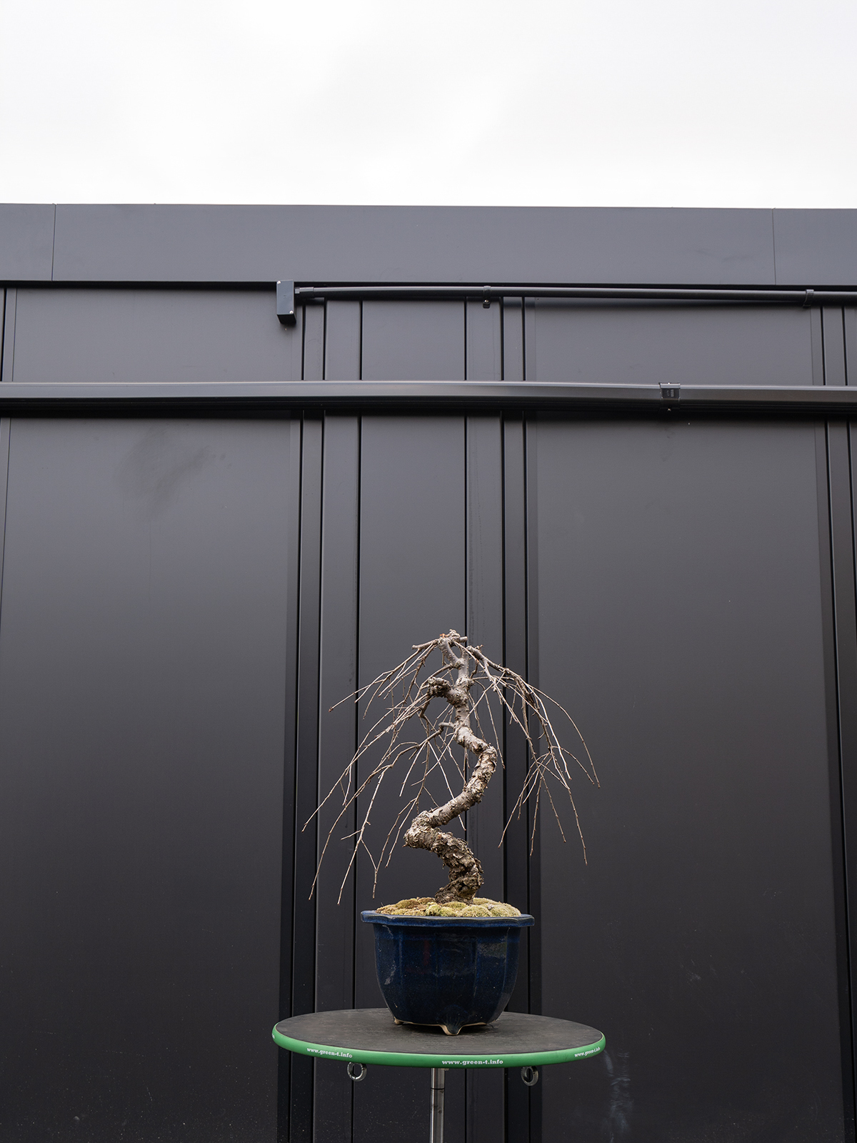 しだれ桜(中) - 画像 (30)