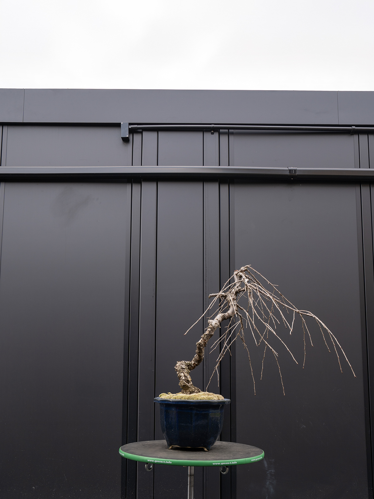 しだれ桜(中) - 画像 (31)