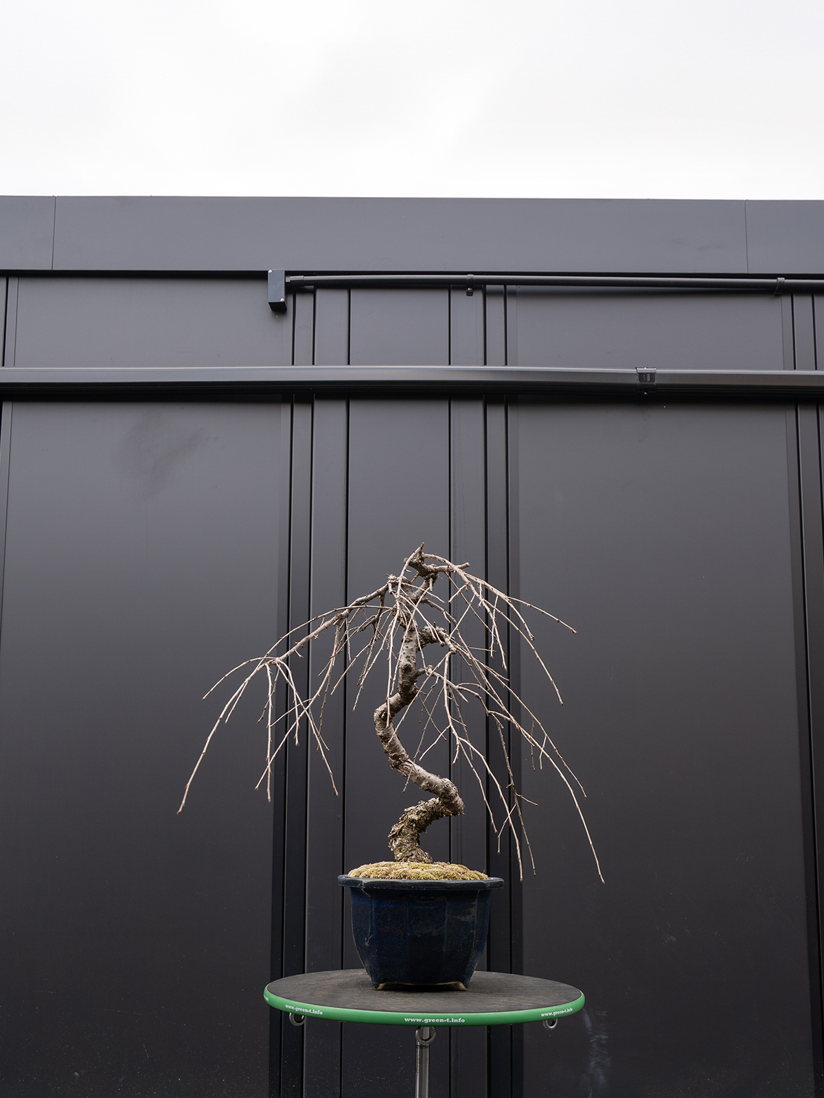 しだれ桜(中) - 画像 (32)