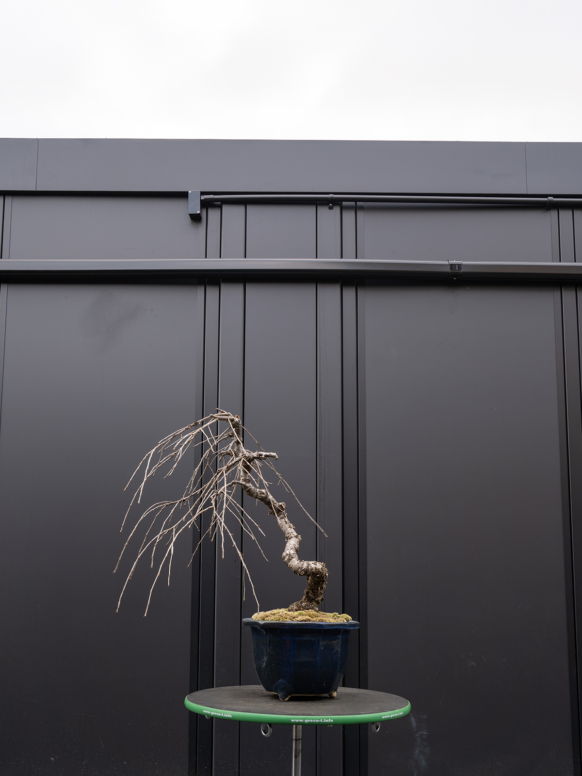 しだれ桜(中) - 画像 (33)