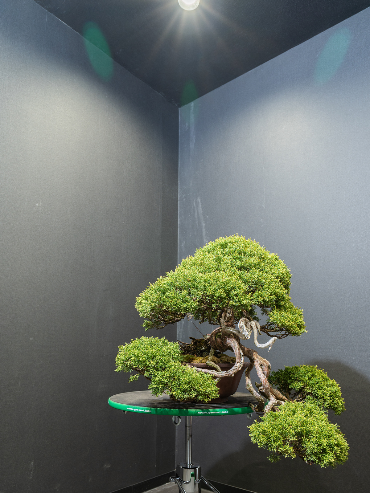 真柏(中) - 画像 (2)