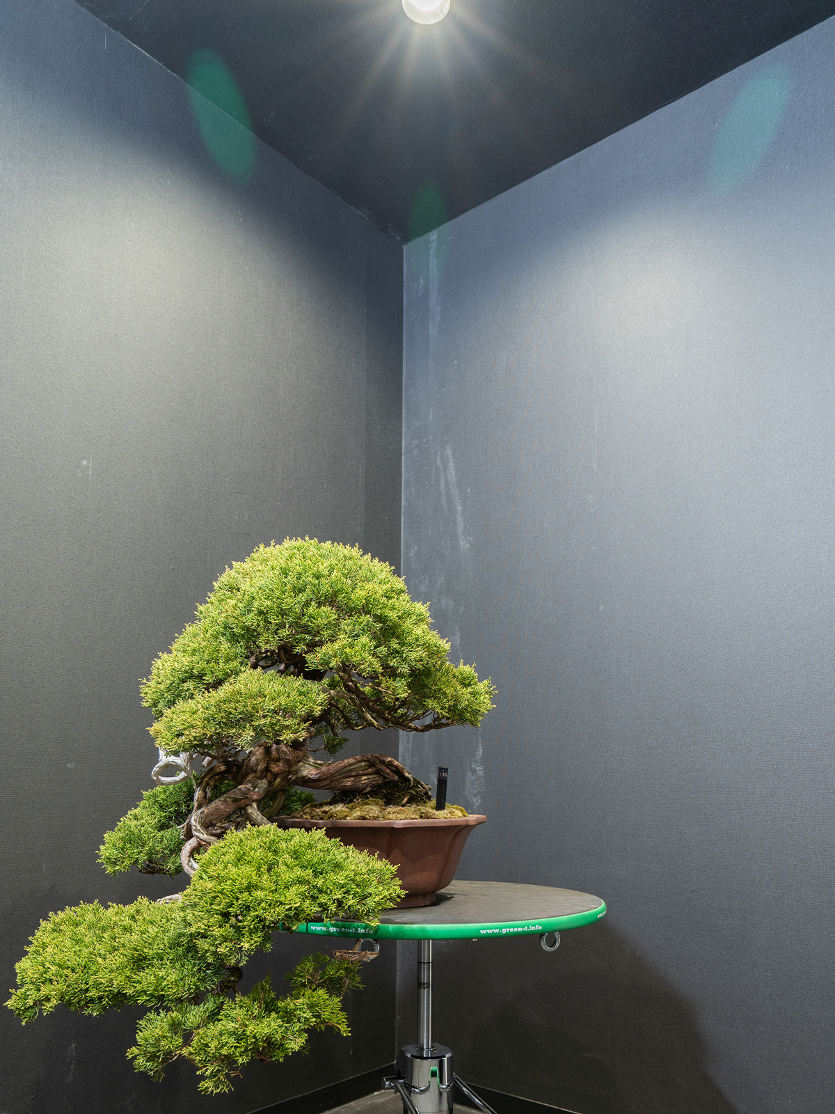 真柏(中) - 画像 (3)