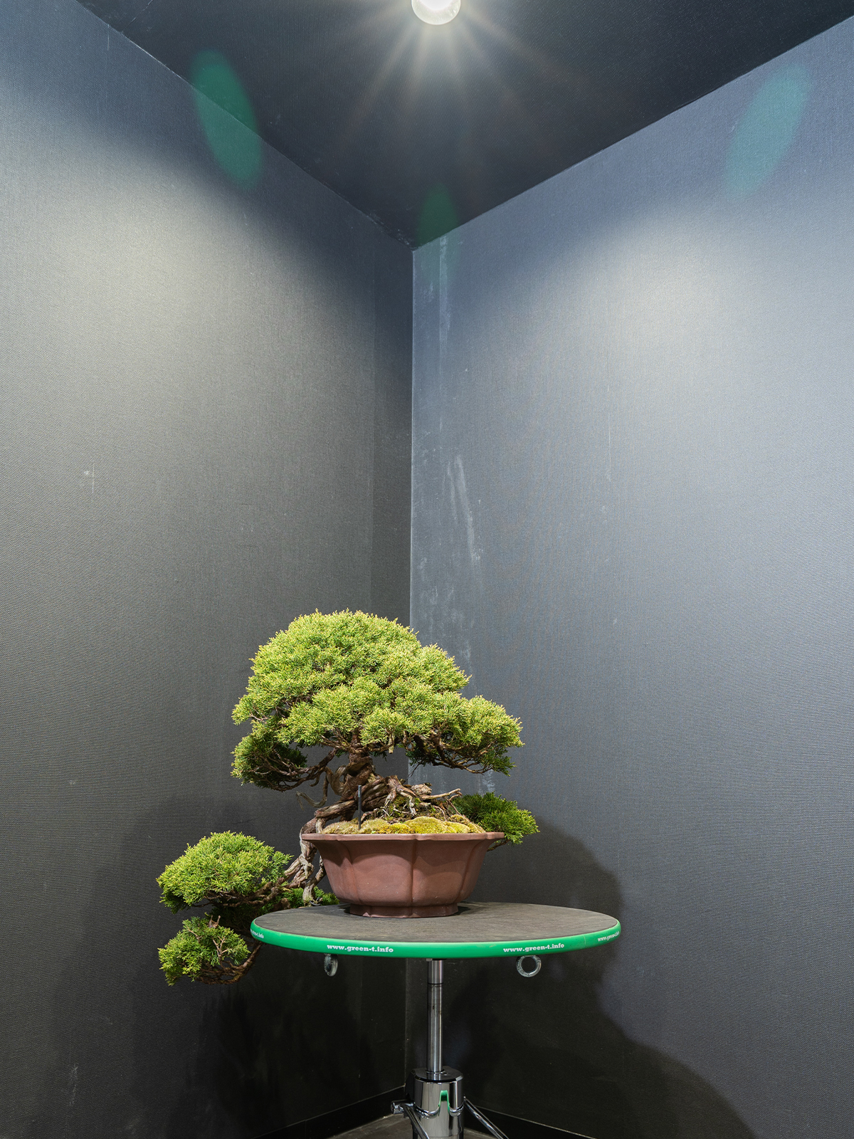 真柏(中) - 画像 (4)