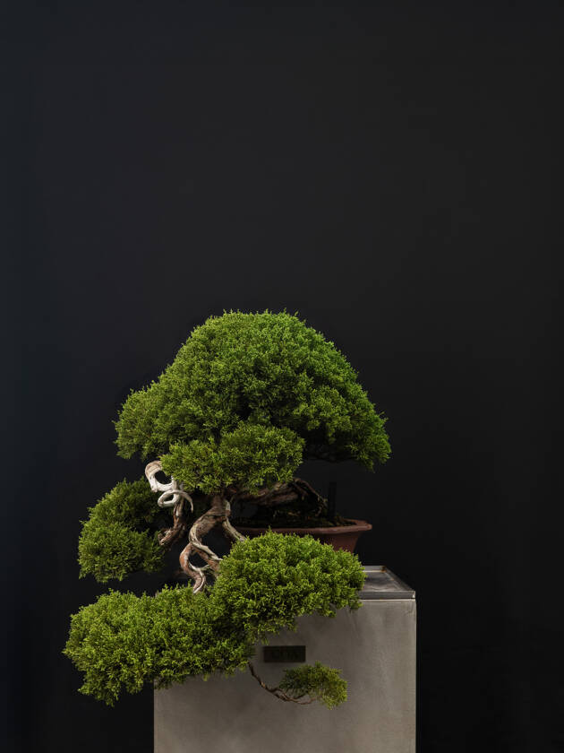 真柏(中)