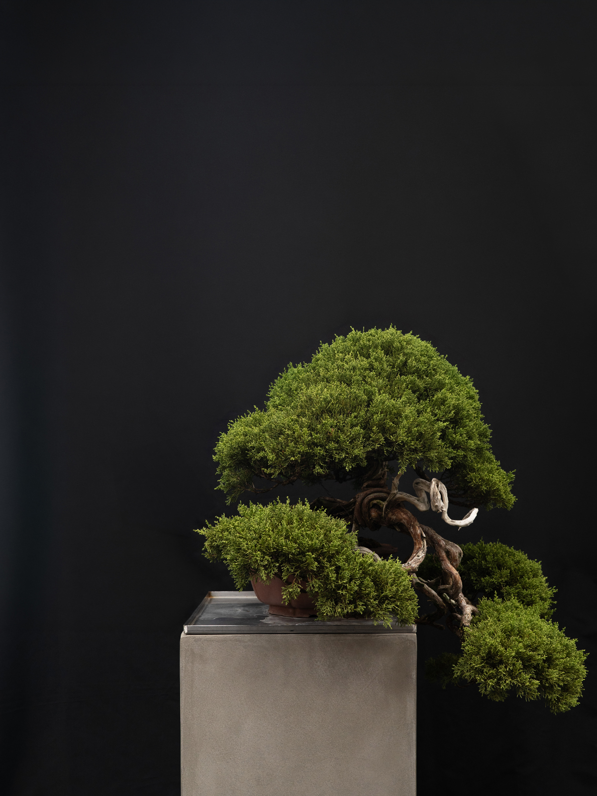 真柏(中) - 画像 (4)