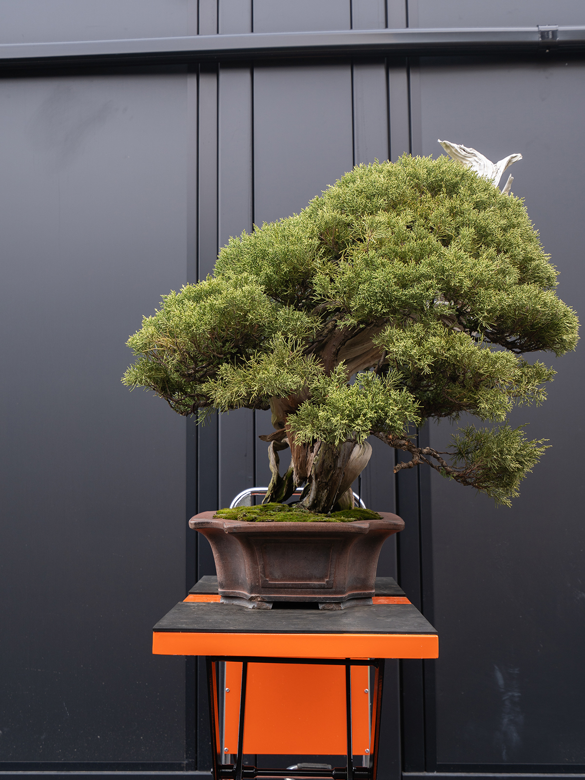 真柏(大) - 画像 (2)