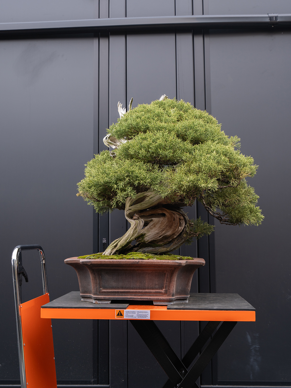 真柏(大) - 画像 (3)