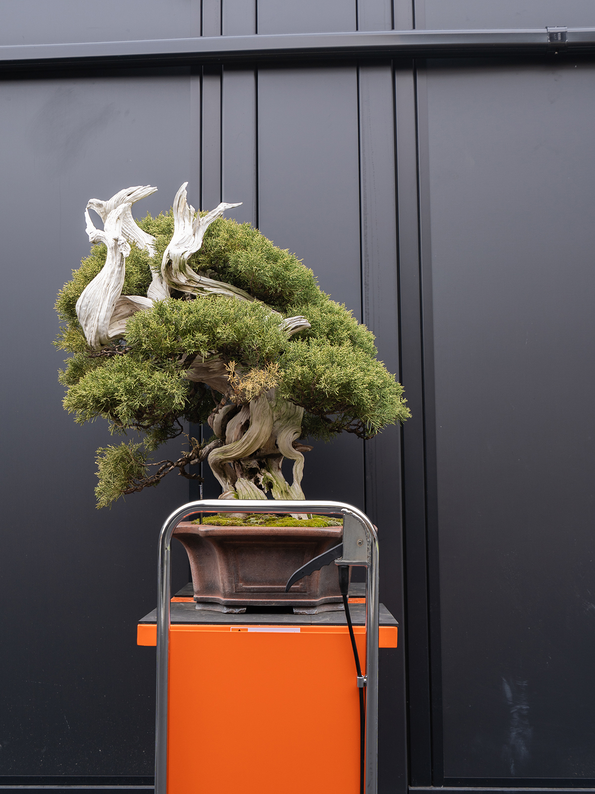 真柏(大) - 画像 (4)