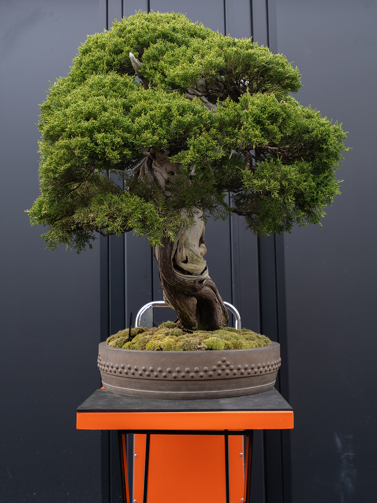 真柏(大) - 画像 (2)