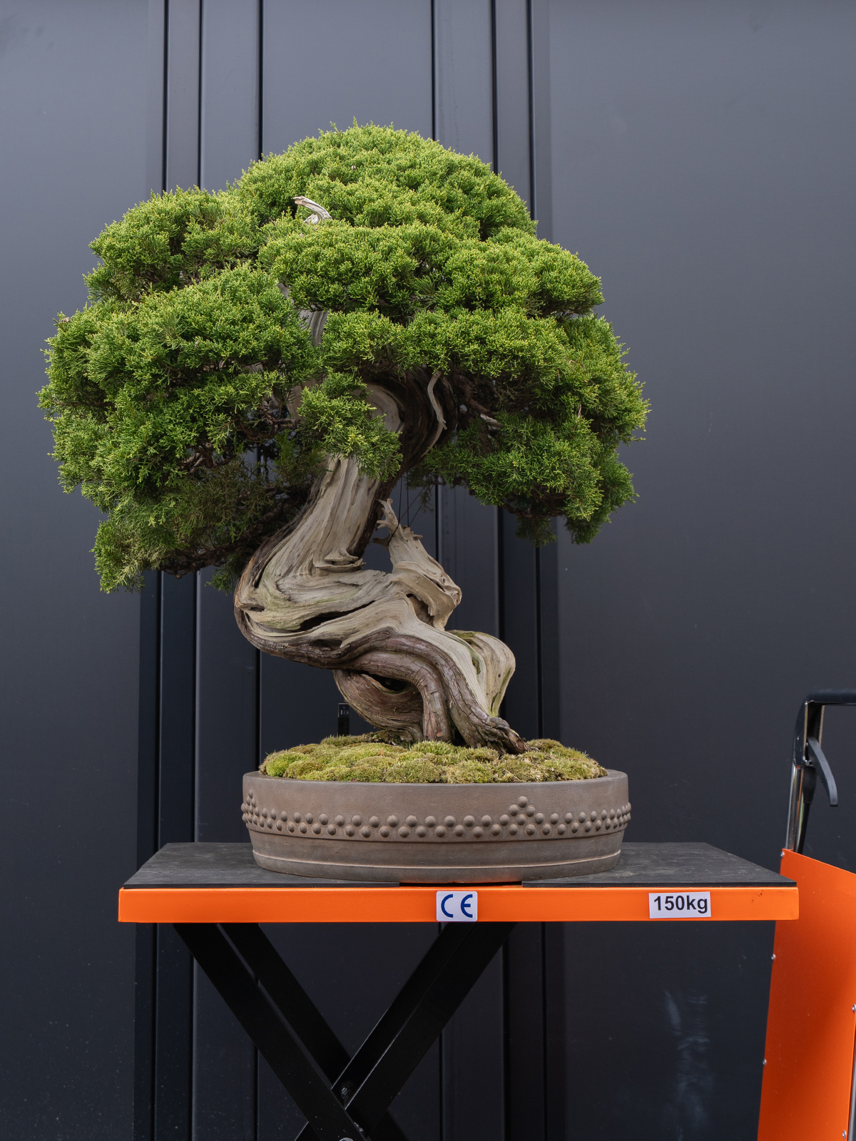 真柏(大) - 画像 (3)