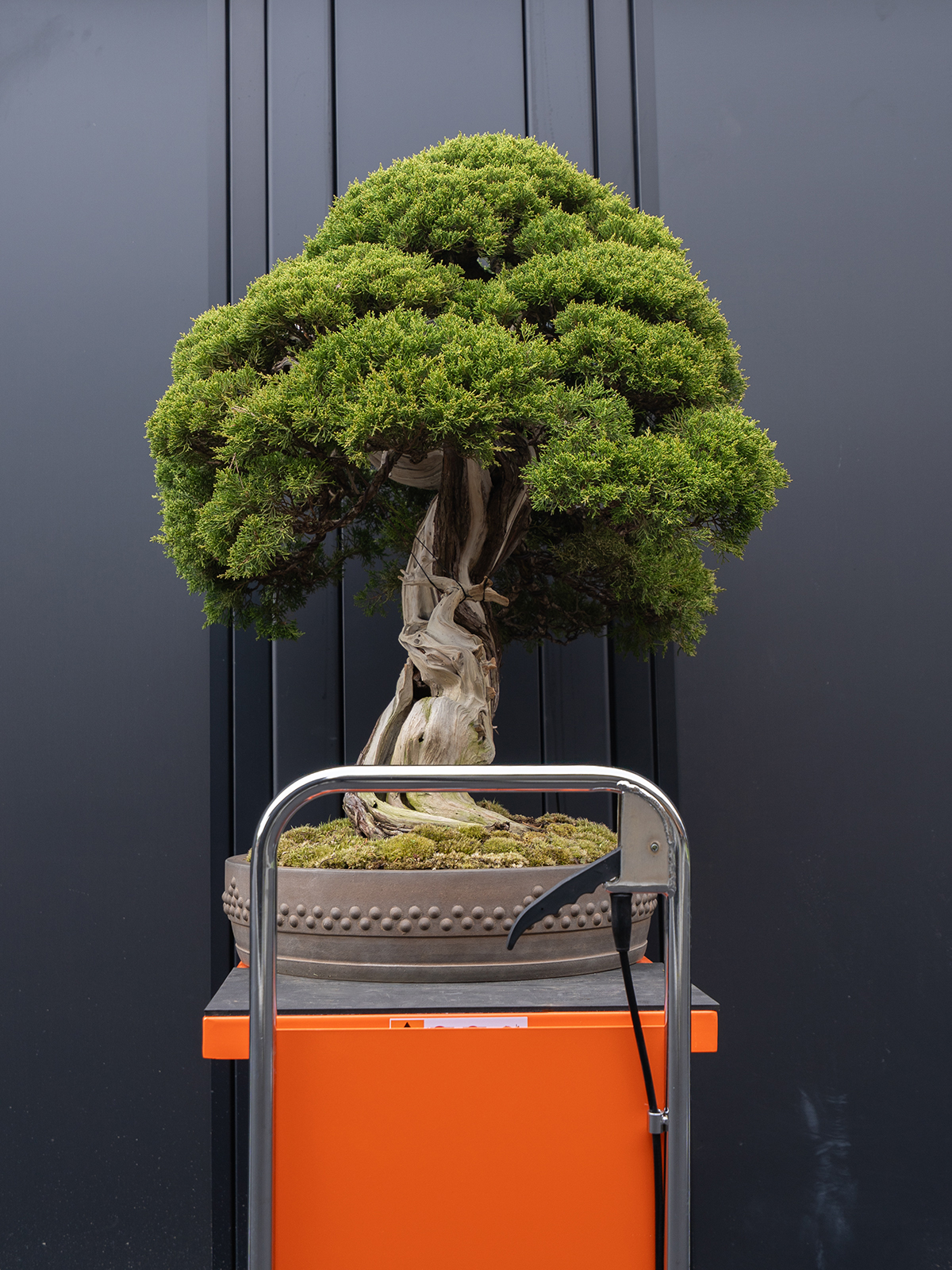 真柏(大) - 画像 (4)