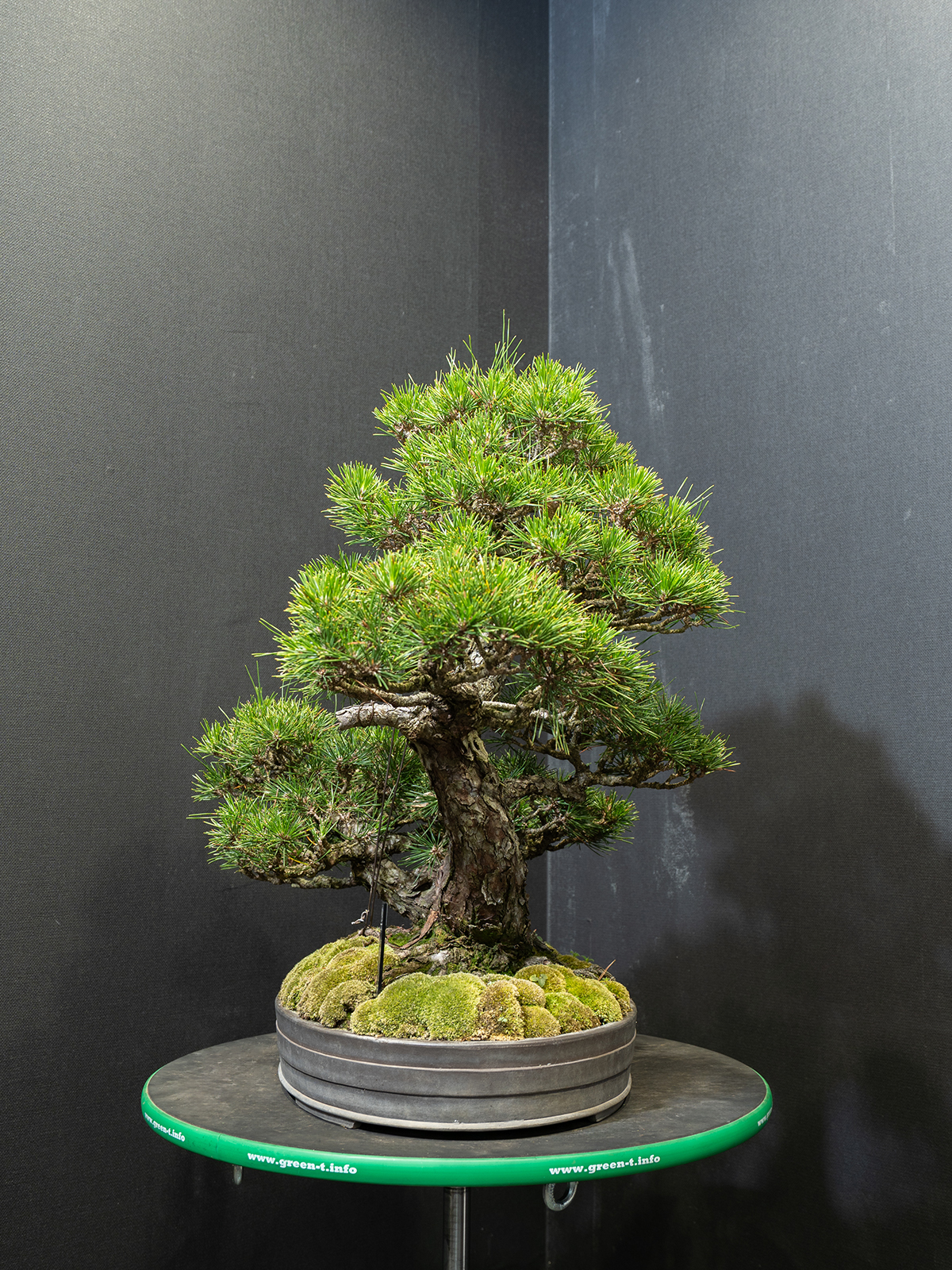 黒松(中) - 画像 (2)