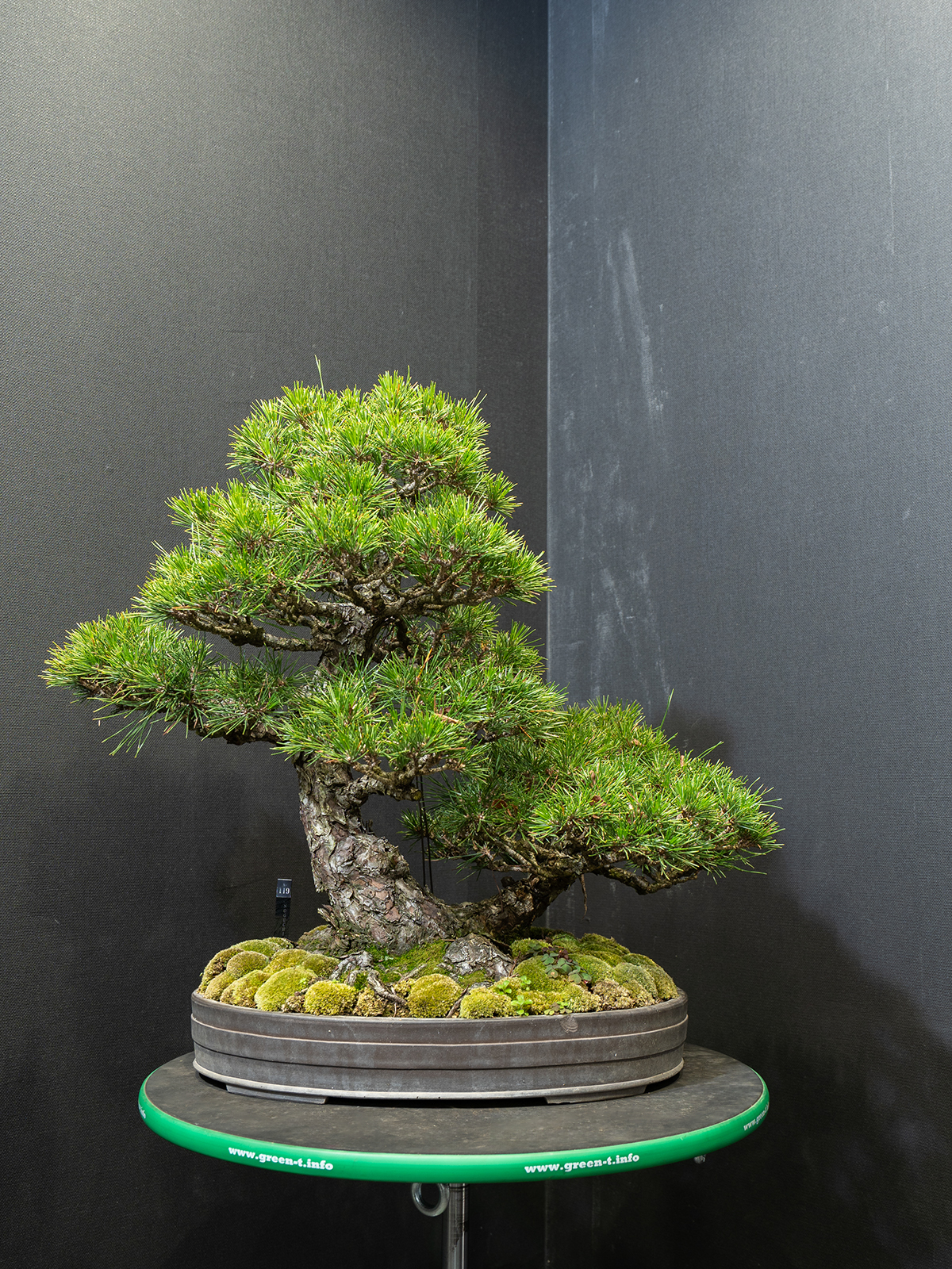 黒松(中) - 画像 (3)