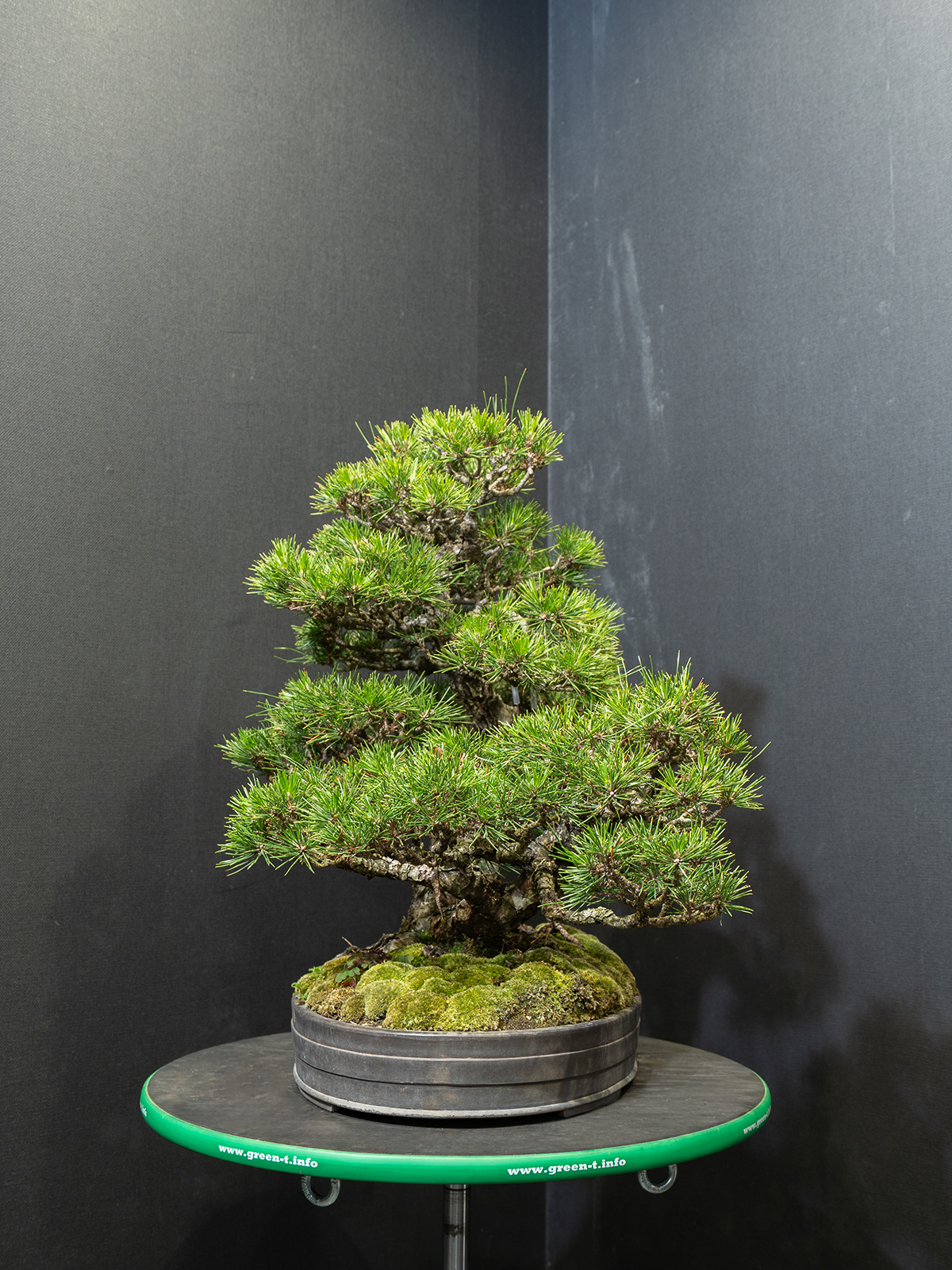 黒松(中) - 画像 (4)