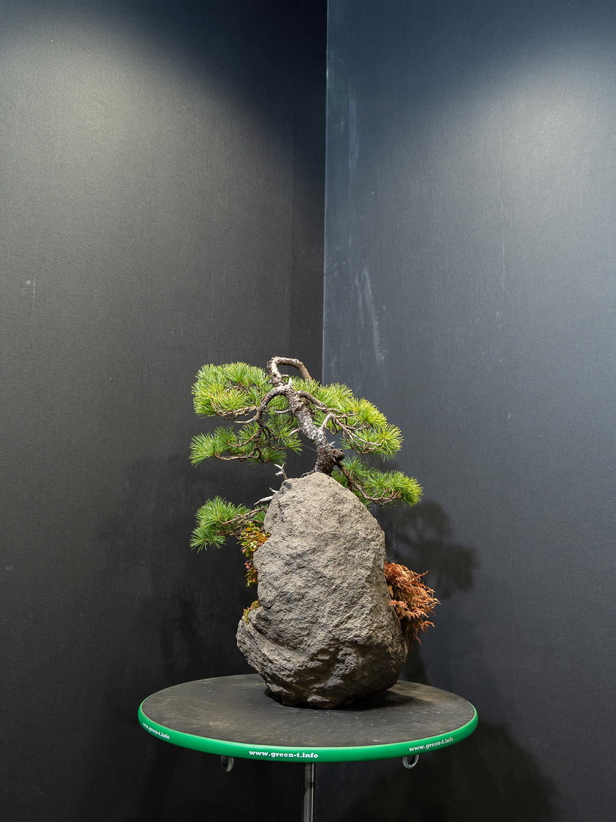 五葉松(中) - 画像 (4)