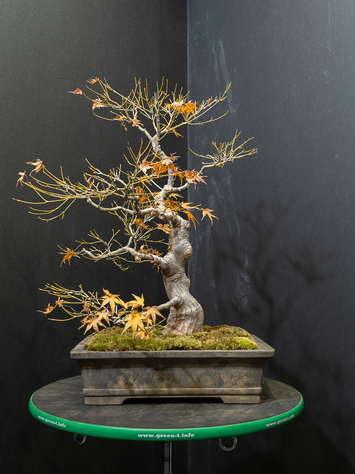 紅葉(中) - 画像 (2)