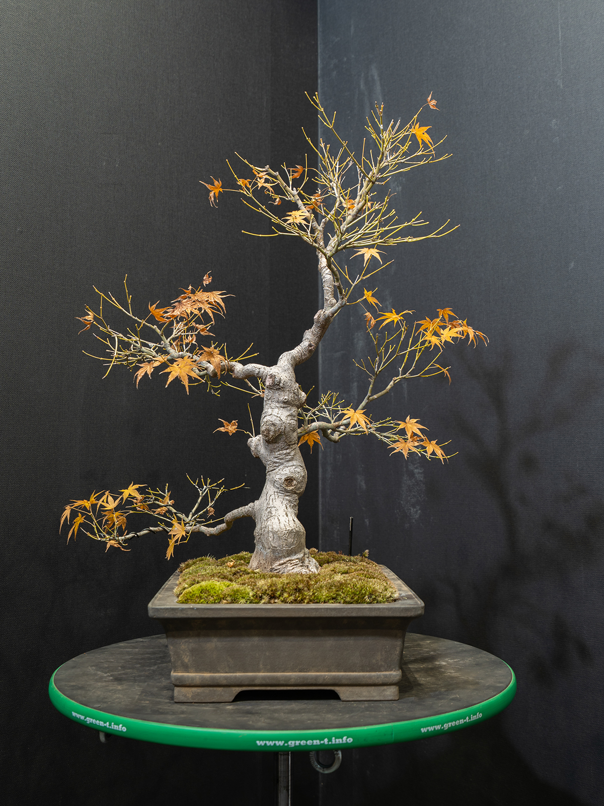 紅葉(中) - 画像 (3)