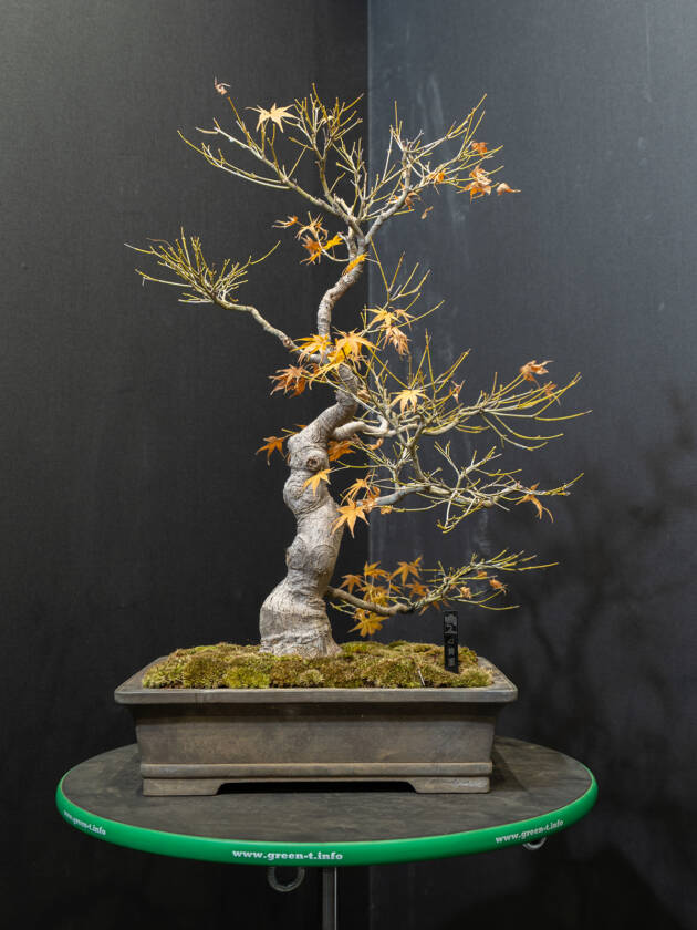 紅葉(中)
