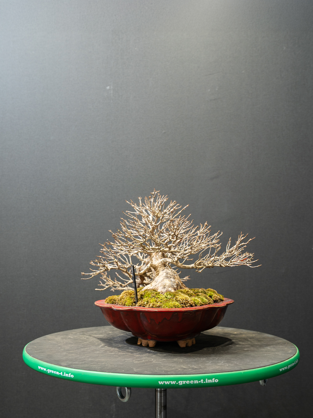 楓(中) - 画像 (2)