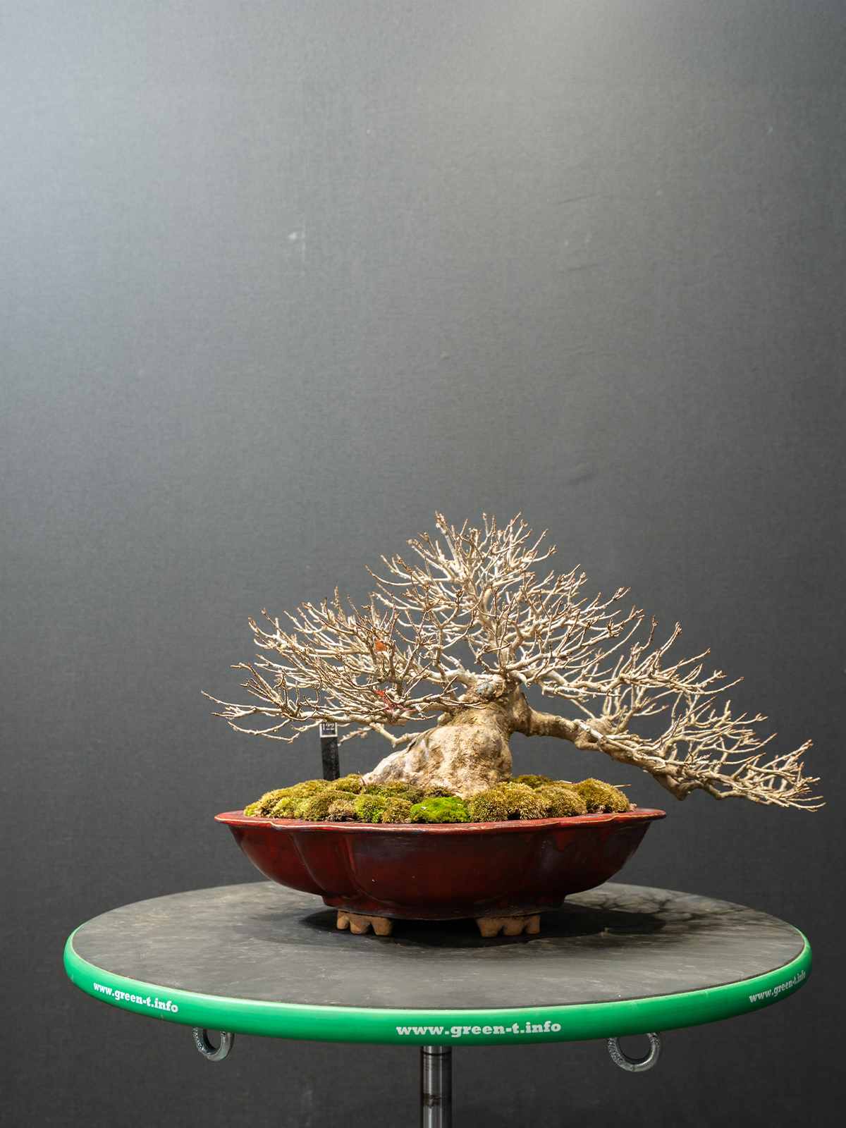 楓(中) - 画像 (3)