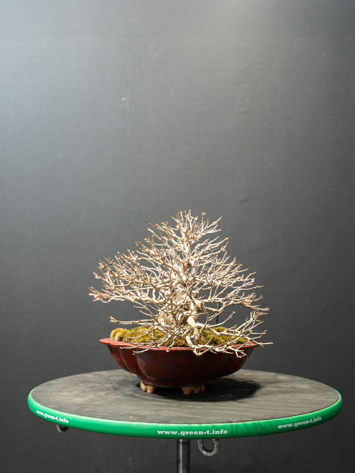 楓(中) - 画像 (4)