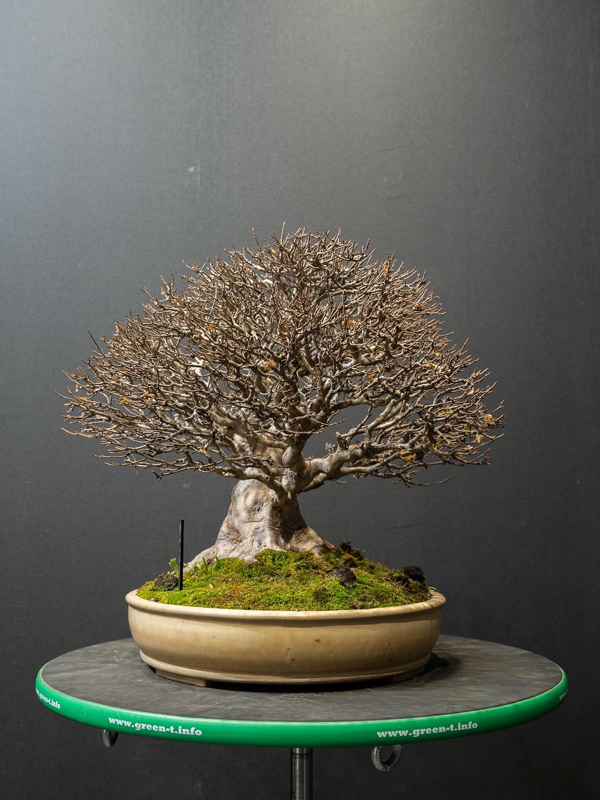 楓(中) - 画像 (2)