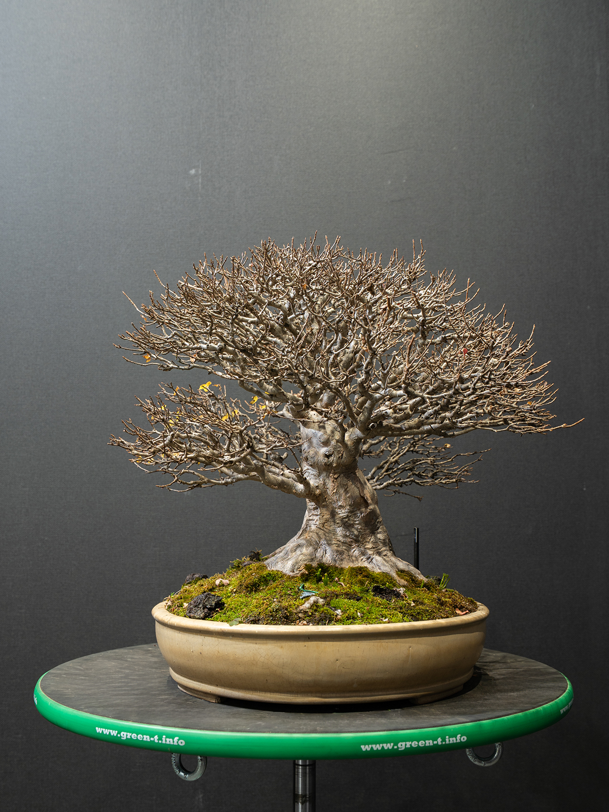 楓(中) - 画像 (4)