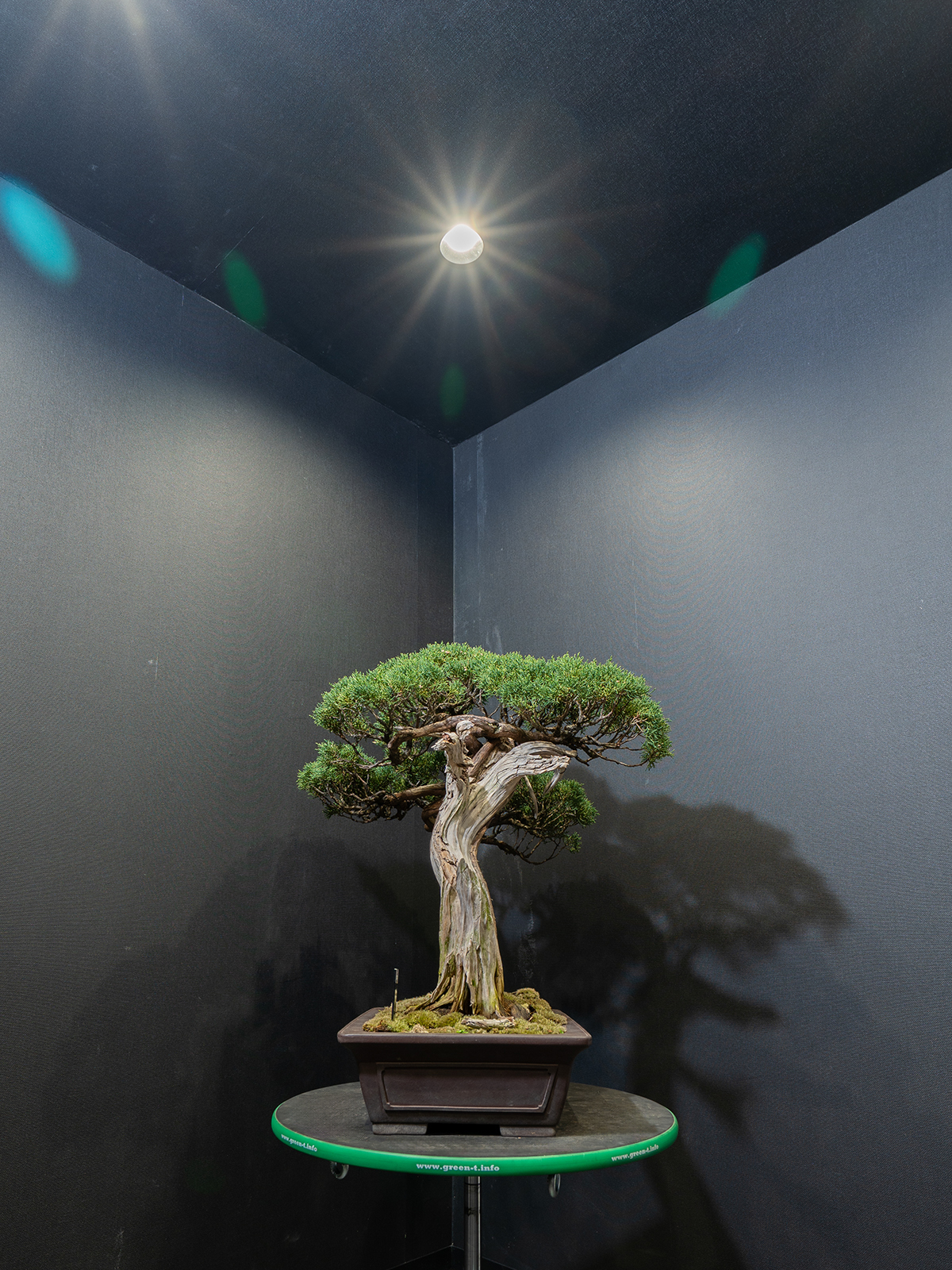 真柏(大) - 画像 (2)