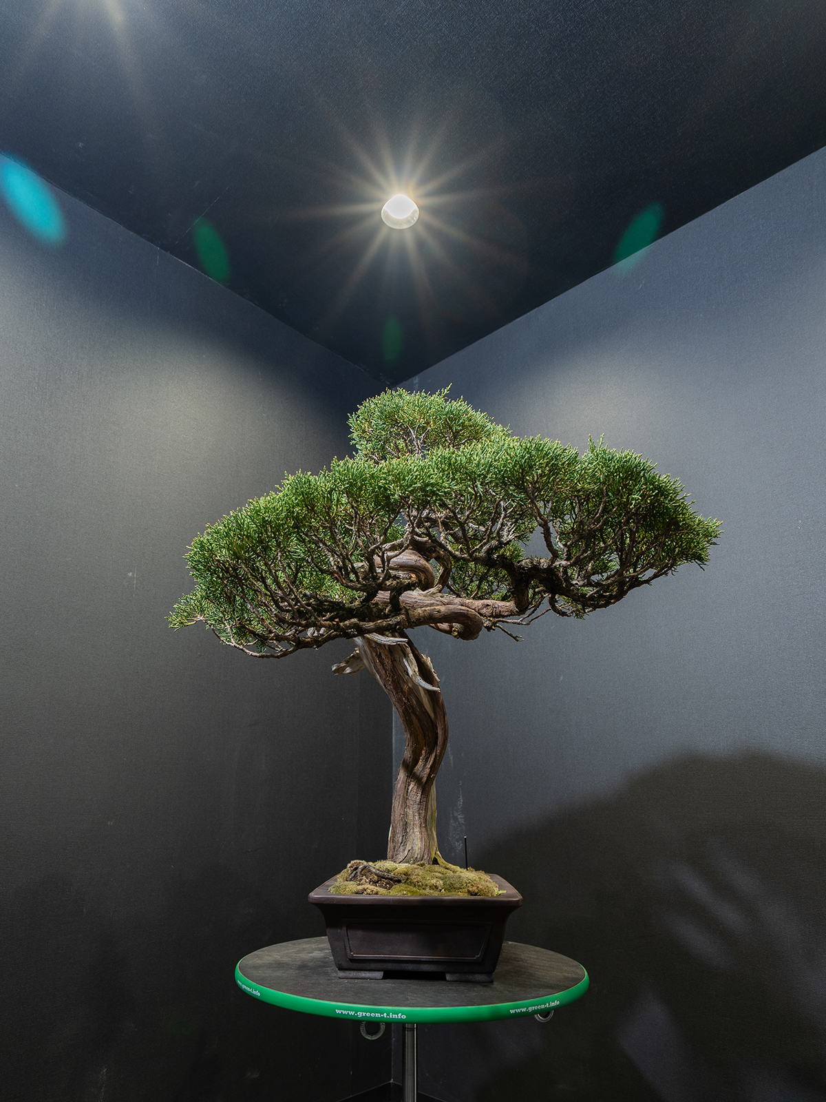 真柏(大) - 画像 (4)